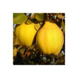Bitki Dizayn Tüplü Yarı Bodur Sulu Mayhoş Limon Ayva Fidanı