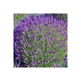 Bitki Dizayn Yoğun Kokulu Gerçek Lavanta Fidesi (lavandula Angustifolia) -2 Adet