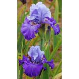 Bitki Dünyam Cornflower 2 Adet Iris Süsen Germenica Çiçek Soğanı