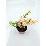Bitki Dünyam Portulacaria Afra Sukulent