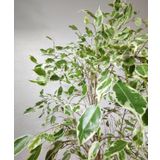 Bitki Fidanım Ficus Benjamina Starlight 80-100 cm