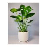 BİTKİ KARAVANI Monstera Delicious 60-80 Cm