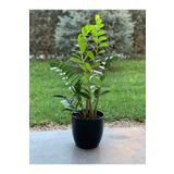 BİTKİ KARAVANI Zamia Bitkisi 40 Cm Saksılı