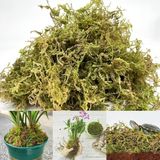 Bitkicim 1lt. Canlı Sphagnum Peat Moss 1.kalite Orkide Toprağı Kısmi Gölge İçin Uygun