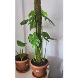 bitkicim Bitki Destek Çubuğu 160cm (YOSUN SOPASI)