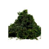 bitkicim Canlı Sphagnum Peat Moss 1lt. Orkide Toprağı (SPAGNUM YOSUNU) 1.kalite Yesil