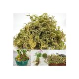 bitkicim Sphagnum Peat Moss 5lt. Orkide Toprağı (SPAGNUM YOSUNU) canlı 1.Kalite yeşil