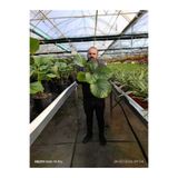 bitkidünyam Calathea Orbifolia Dua Çiçeği – Büyük Yapraklı Dekoratif Canlı Salon Bitkisi Ev Ofis Bitkisi