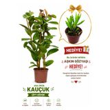 bitkidünyam Çift Gövdeli Kauçuk Bitkisi 110-130 cm (Ficus Elastica) + Aşkın Gözyaşı Hediyeli Canlı Salon Bitkisi