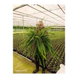 bitkidünyam Dev Boy Aşk Merdiveni Çiçeği - 60-100 cm Dolgun İthal Askılı Boston Fern Salon Bitkisi Fulyaprak