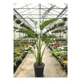 bitkidünyam Dev Starliçe (Beyaz Cennet Kuşu Çiçeği) 2 Köklü Strelitzia Nicolai 130 - 160 Cm