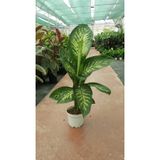 Bitkidünyam Difenbahya Ağlayan Çiçek İç Mekan Bitkisi 60-80 cm