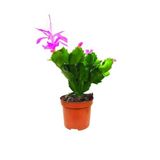 Bitkidunyam Fuşya Yılbaşı Çiçeği (Schlumbergera) Tomurcuklu ve Çiçekli İç Mekan Bitkisi