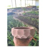 Bitkidunyam Geometrik Taş Bonsai ve Aranjman Saksısı