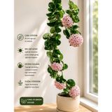 Bitkidunyam Pembe-Kırmızı Yıldız Çiçekli Hoya Carnosa Mum Çiçeği Fidanı