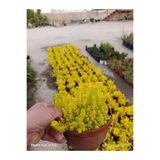 bitkidünyam Sarı Sedum Lemon Ball - Neon Sarı Canlı Sukulent - Yayılıcı ve Dayanıklı Bahçe Balkon Bitkisi