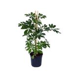 Bitkidunyam Şeflera – Schefflera Arboricola Nora Yeşil İç Mekan 60-80 Cm