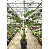 bitkidünyam Strelitzia Nicolai Dev Starlice Beyaz Cennet Kuşu Çiçeği, 2 Köklü, 130-160 cm, İç Mekan Bitkisi