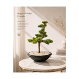 Bitkidunyam Yapay Bonsai Ağacı, Dekoratif Saksılı, Ev ve Ofis İçin