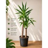 Bitkidunyam Yucca Bitkisi, 80-100 cm, 2 Köklü, İç Mekan Bitkisi