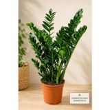 Bitkidunyam Zamia Zamioculcas Zamiifolia İç Mekan Bitkisi