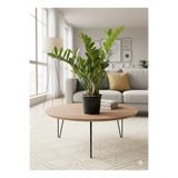 bitkidünyam Zamioculcas Zamiifolia (ZZ Bitkisi) - Zeze Çiçeği - Zamya Bitkisi (Hava Temizleyen Bitki)
