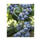 bitkifidan 3 Yaş Bluecrop Yaban Mersini Fidanı