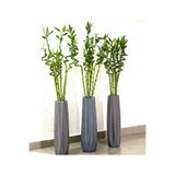 BitkiKapında Bambu Çubuk (Şans Bambusu) 90-100 cm (9 Adet)
