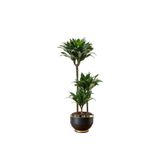 BitkiKapında Dracaena Fragrans Janet 3 Gövdeli (Dracena Compacta 90-100 cm) siyah metal saksıda