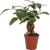 Bitkim Ficus Microcarpa Ginseng - Minyatür Bonsai Ağacı 15-20 cm