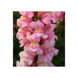 Bitkim Sende 10 Adet Açık Pembe Aslanağzı Çiçeği Fidanı, 5-15 cm, Saksılı, Snapdragon