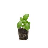 Bitkim Sende 2 Adet Geniş Yapraklı Yeşil Reyhan Fidesi (5-10 Cm) (Tohum Değildir Fidedir)