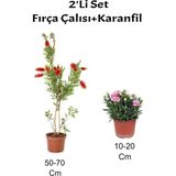 Bitkim Sende 2'li Set Kırmızı Fırça Çalısı Fidanı+ Pembe Karanfil Çiçeği Dış Mekan Bitkisi