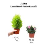 Bitkim Sende 2'li Set Limon Kokulu Limoni Servi Fidanı+ Karanfil Dış Mekan Bitkisi