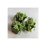 Bitkim Sende 3 Adet İnci Tanesi Senecio Rowleyanus Tespih Çiçeği Sukulent, 5,5 cm Saksı, Yeşil