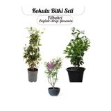 Bitkim Sende 3'lü Kokulu Bahçe Çiçeği Seti Filbahri+ Arap Yasemin +Leylak Saksılı