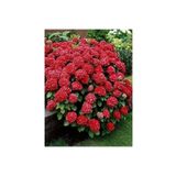 Bitkim Sende 4 Adet Kırmızı,pembe,mor,beyaz Ithal Ortanca Fidanı Tüplü 1.kalite Özel 30-50 cm