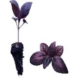 Bitkim Sende 4 Adet Mor Reyhan Fidesi (5-10 Cm) (Tohum Değildir Fidedir)