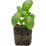 Bitkim Sende 4 Adet Yeşil Reyhan Fidesi (5-10 Cm) (Tohum Değildir Fidedir)