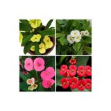 Bitkim Sende 4'lü Dikenler Tacı Çiçeği, Kırmızı/Pembe/Beyaz/Sarı, 5-15 cm Saksılı Euphorbia