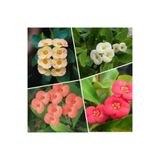 Bitkim Sende 4'lü Dikenler Tacı Çiçeği, Sarı-Kırmızı-Pembe-Beyaz, 10-15 cm Tüplü, Euphorbia Milii