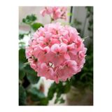 Bitkim Sende Açık Pembe Sardunya Çiçeği, 1 Adet Saksılı, 20-40 cm, Balkon Bitkisi, Pelargonium Peltatum