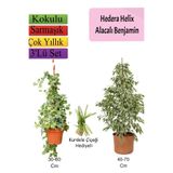 Bitkim Sende Alacalı Beyaz Benjamin Bitkisi, Hedera Helix Sarmaşığı, Kurdele Çiçeği, 3'lü Set