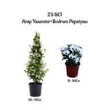 Bitkim Sende Arap Yasemini + Bodrum Papatyası 2'li Bahçe Peyzaj Seti, Çok Renkli