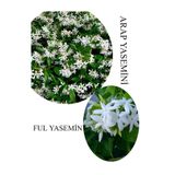 Bitkim Sende Arap Yasemini Çiçeği Saksılı 30-50cm + Ful Yasemin 30-60cm Kokulu Bahçe Seti
