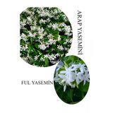 Bitkim Sende Arap Yasemini Çiçeği Saksılı 30-50cm + Ful Yasemin 30-60cm Kokulu Bahçe Seti