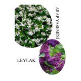 Bitkim Sende Arap Yasemini Çiçeği Saksılı 30-50cm + Leylak Çiçeği 30-60cm Kokulu Bahçe Seti