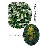 Bitkim Sende Arap Yasemini Çiçeği Saksılı 30-50cm + Melisa Çiçeği 30-60cm Kokulu Bahçe Seti