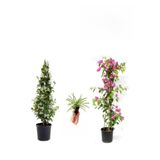 Bitkim Sende Arap Yasemini, Pembe Begonvil, Kurdele Çiçeği Hediyeli Set, 50-80 cm