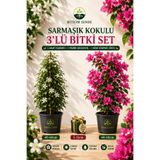 Bitkim Sende Arap Yasemini+ Pembe Begonvil+ Sürpiz Çiçek . Fidanı Hediyeli